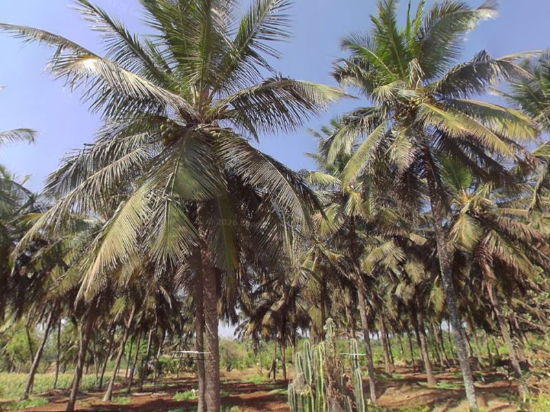 44 Cents Farm Land with Coconut Trees in Kinathukadavu - Coimbatore